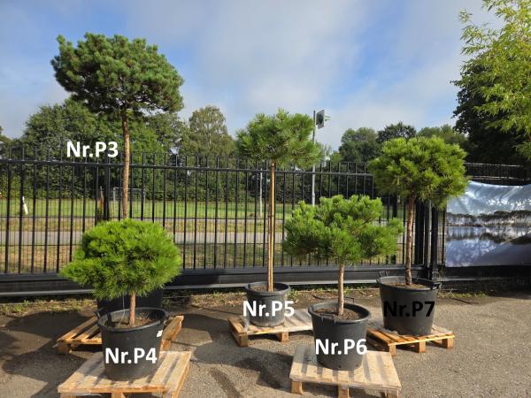 Pinus nigra Marie Bregeon®  110 cm - genau diesen im Bild mit der Nr.P4